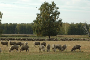 DSC_9503