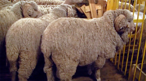 Sovetskij_merinos_21