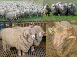 Sovetskij_merinos_26